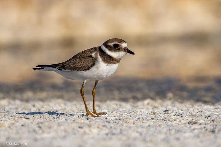 חופמי צווארון בבריכות המלח שבאילת