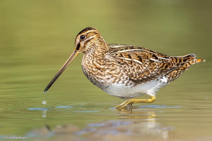 חרטומית ביצות בנחל פולג