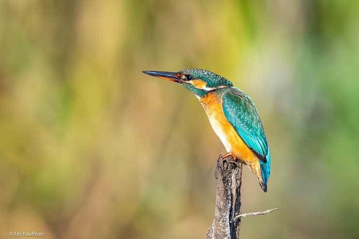 שלדג גמדי בנחל פולג