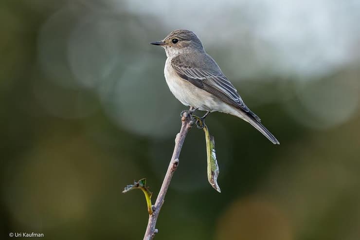 חטפית אפורה בנחל פולג