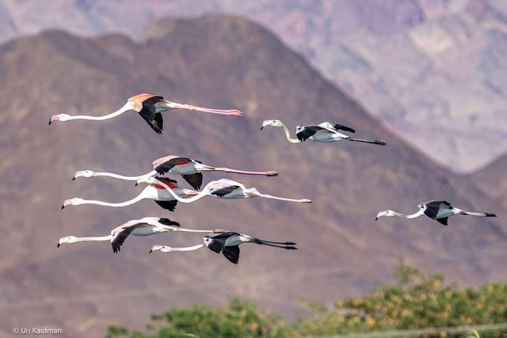 פלמינגו בבריכות המלח שבאילת