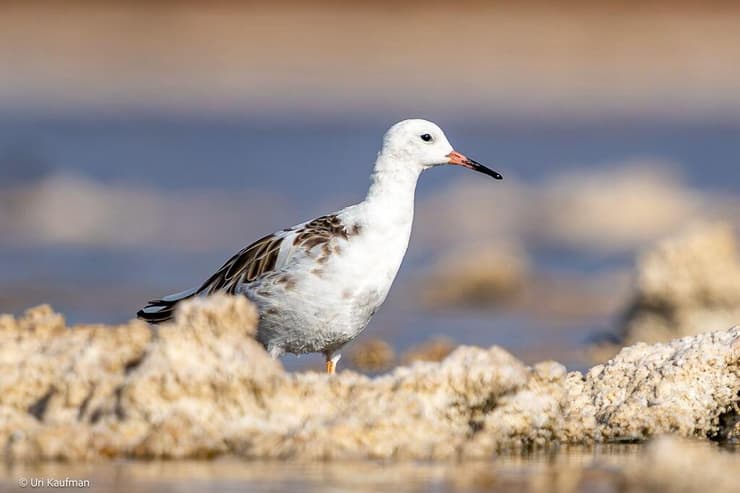 לוחם (זכר) בבריכות המלח שבאילת