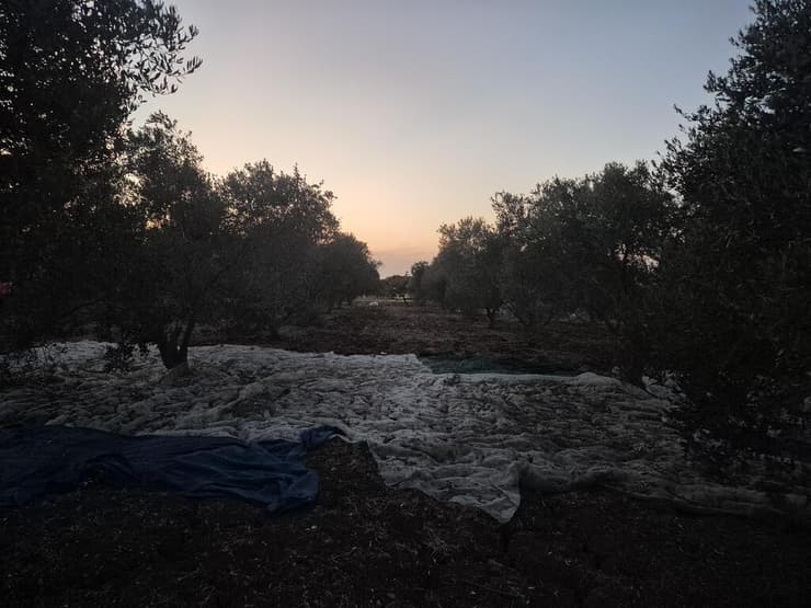 הזירה במטע הזיתים סמוך לצומת אפק