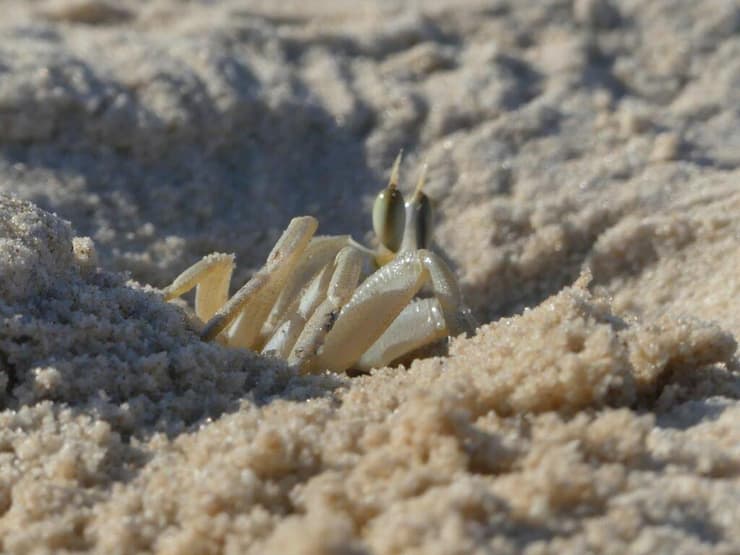 חולון החוף. כלי רכב פוגעים במחילות שלו