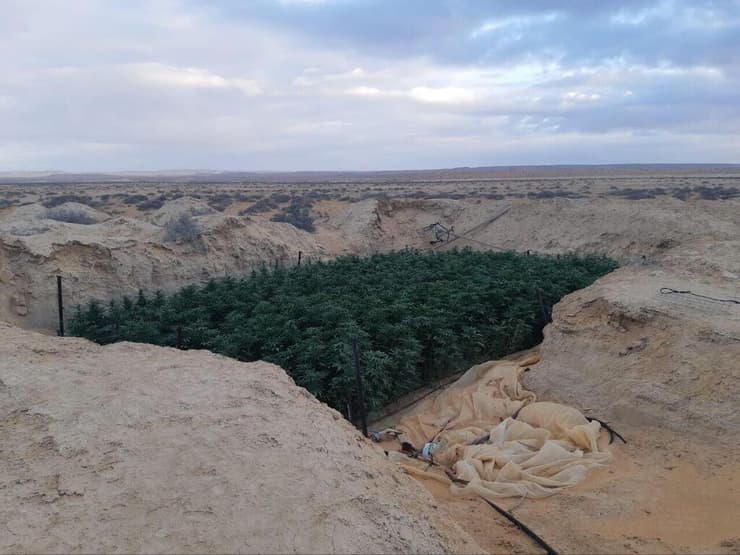 שדה קנאביס בנגב