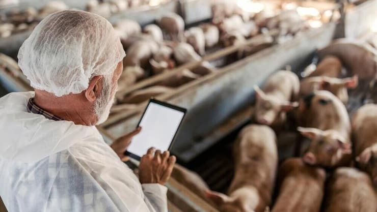 החשש הנוכחי הוא שהשפעת עלולה לעבור מוטציה ולהפוך לנגיף שמסכן גם בני אדם (צילום: Shutterstock) שפעת העופות