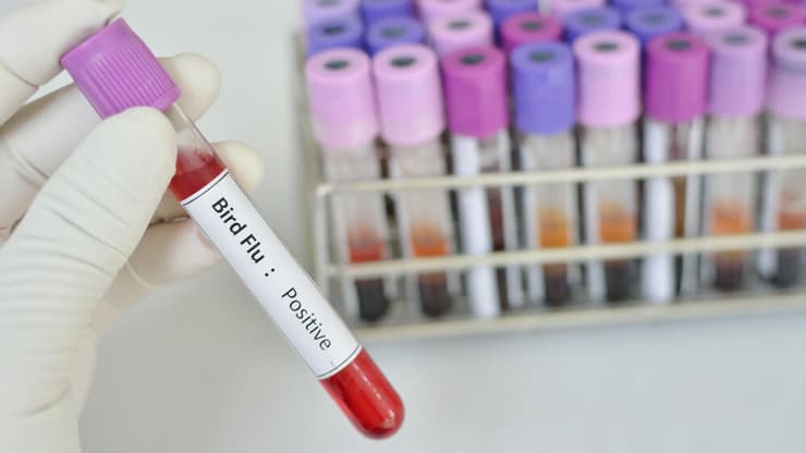 פרופ' פוטסמן: "החשש הוא מזנים שהם גם אלימים וגם מידבקים מאוד" (צילום: Shutterstock) שפעת העופות