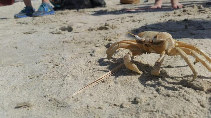 חולון החוף. מנקה פעמיים ביום