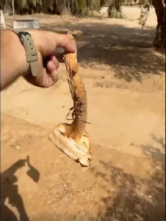 הכלונסית המעוצה שמצא גל זוהר ביישוב פדויים