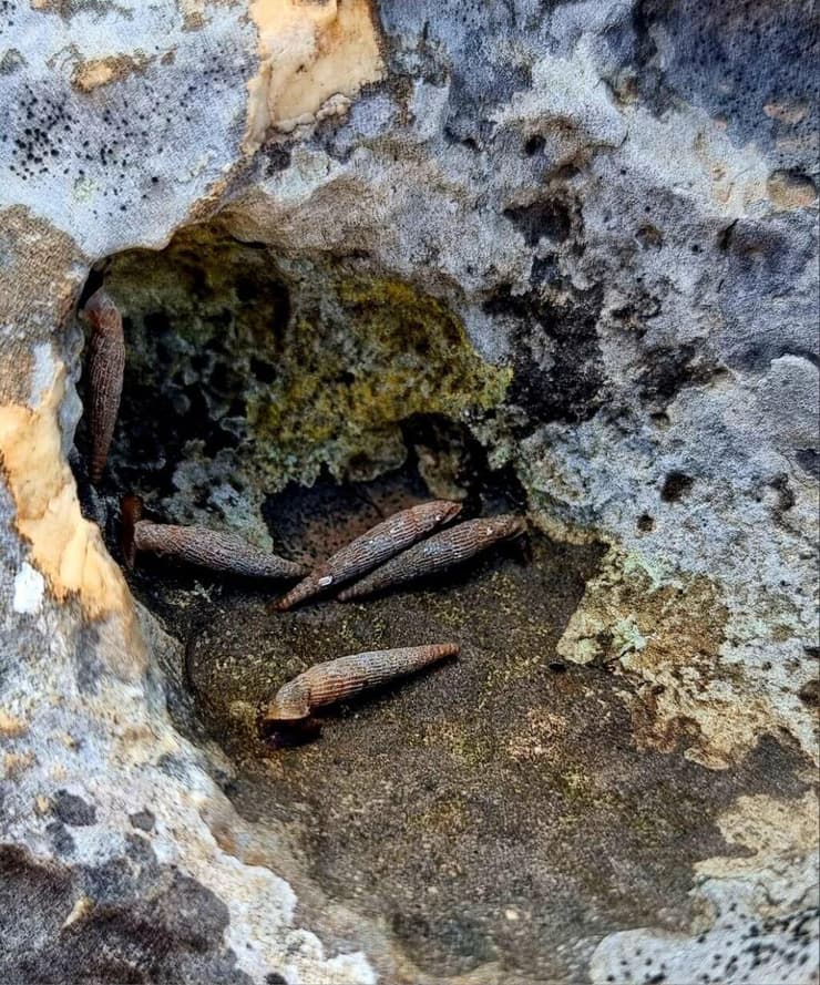 סגורית הארבל מתעוררת מהשינה