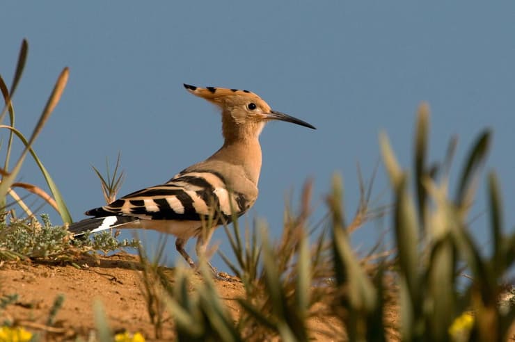 דוכיפת, הציפור הלאומית של ישראל