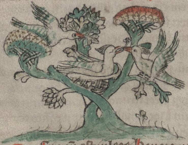 איור מהמאה ה-14 של דוכיפת