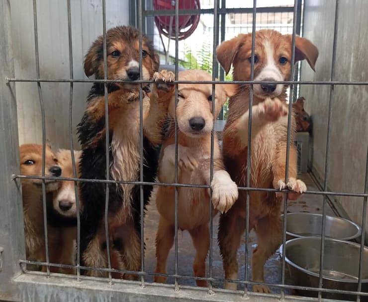 רביעיית גורים