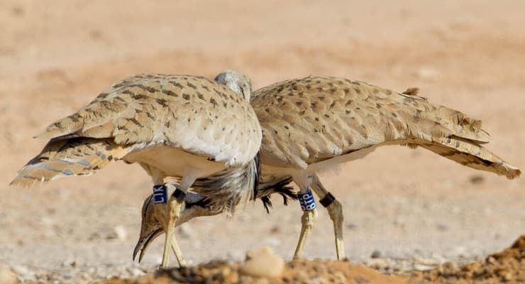 חוברות מוטבעות בנגב