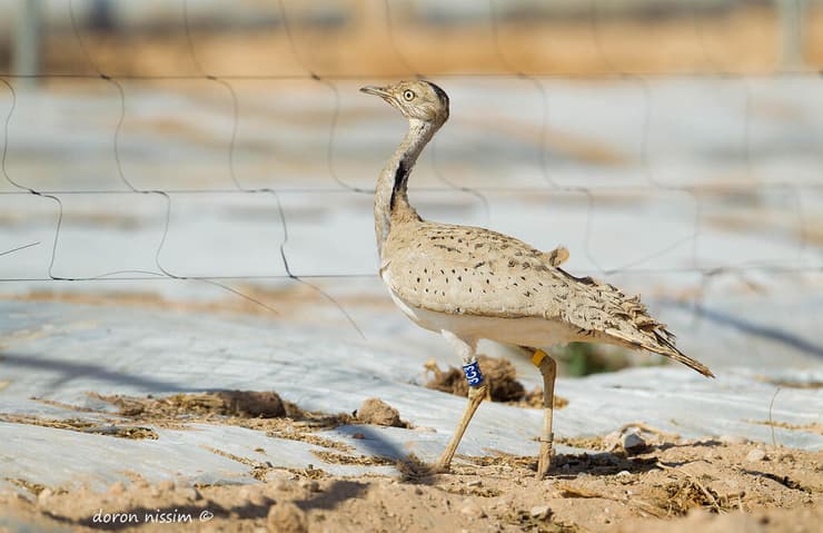 חוברה מדברית באור הר הנגב