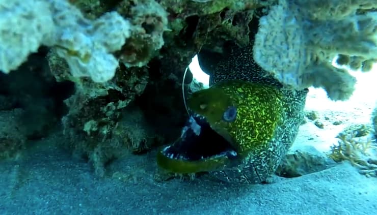 המורנה שחייה ניצלו במפרץ אילת (צילום: עומרי עומסי (רט"ג) וסיגלה שוהם) המורנה שחייה ניצלו במפרץ אילת