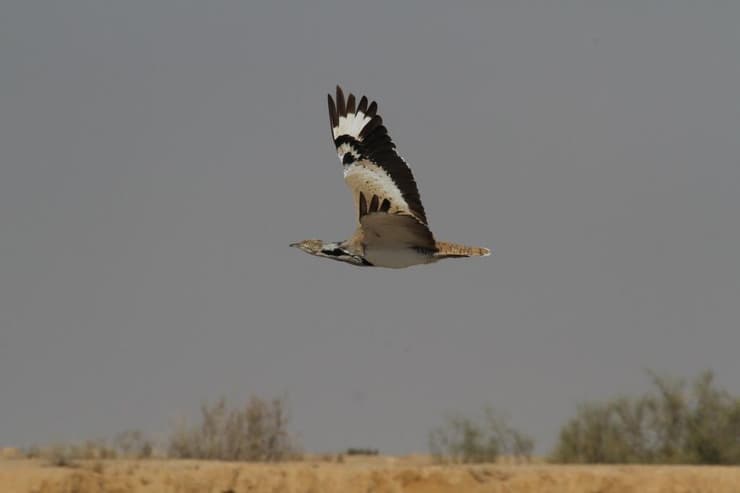 חוברות במעוף