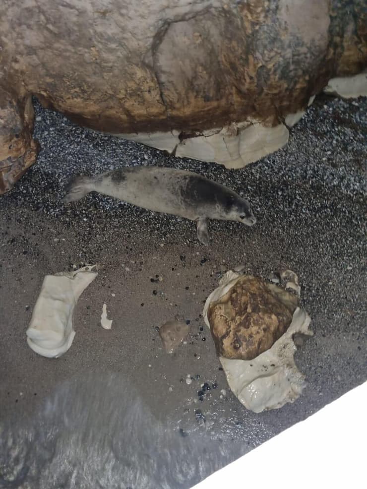 כלבת הים מאיה בראש הנקרה