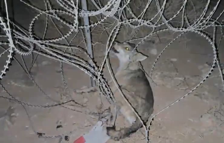 הזאב לפני שחולץ (צילום: שי פדרמן) הזאב לפני שחולץ