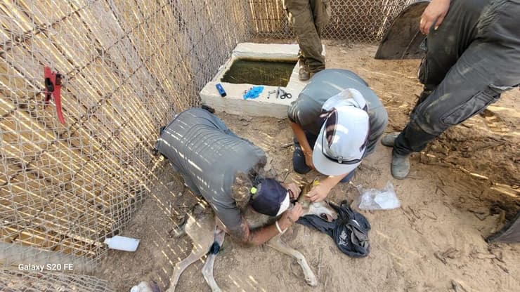 הטיפול בזאב הפצוע (צילום: ד"ר תומר ניסימיאן, רשות הטבע והגנים) הטיפול בזאב הפצוע