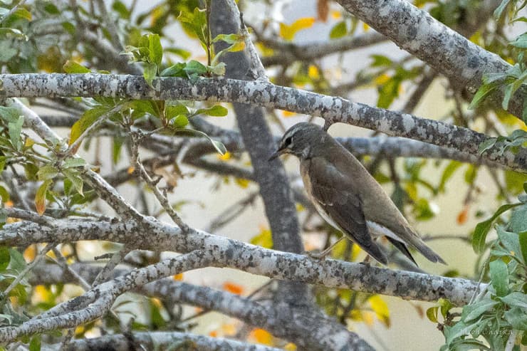 הקיכלי שגרם לצפרים רבים להגיע לבירת הנגב