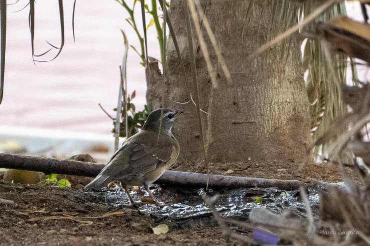צריך להיזהר מחתולים. הקיכלי 