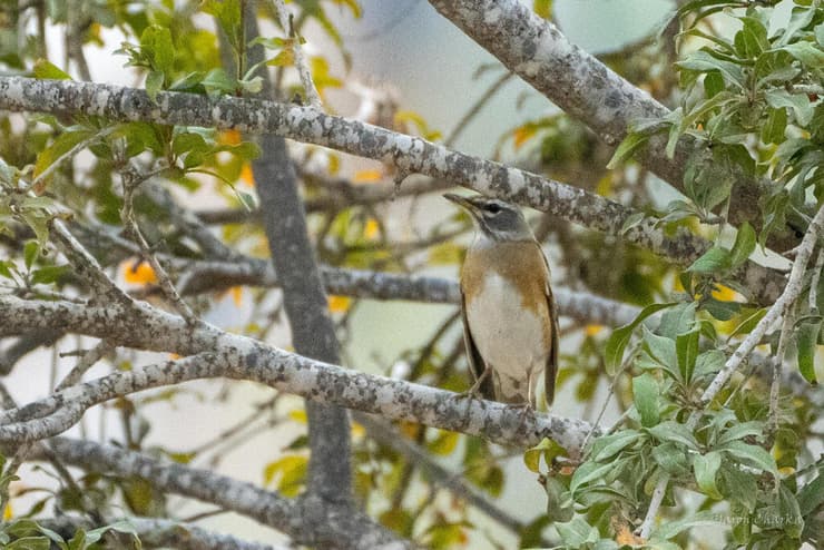 הקיכלי מעורר התרגשות בבאר שבע