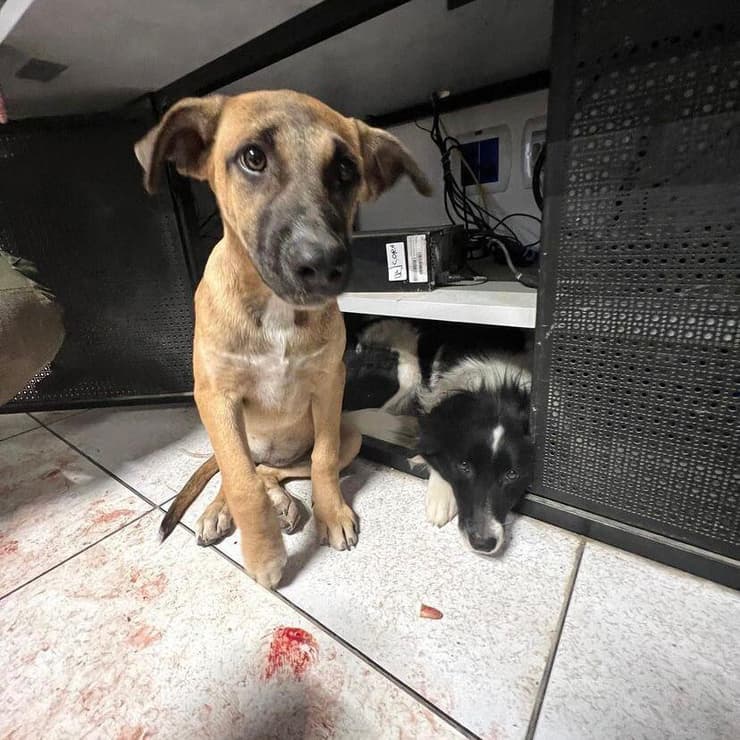 גם הם פונו לחמ"ל. הכלבים של הבסיס מילקי וסנדי גם הם פונו לחמ"ל. הכלבים של הבסיס מילקי וסנדי