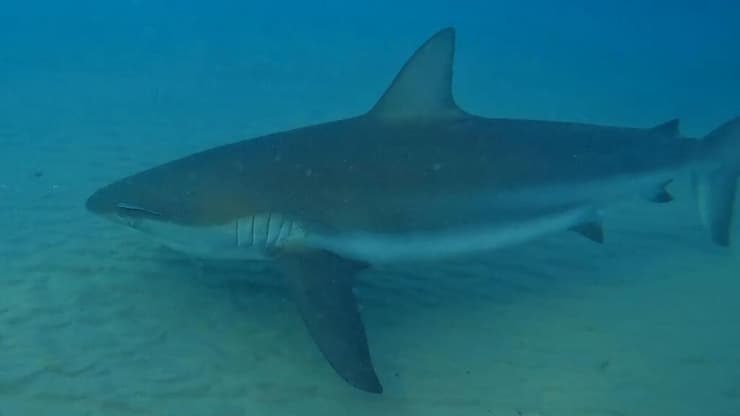 ביקור ראשון בישראל העונה