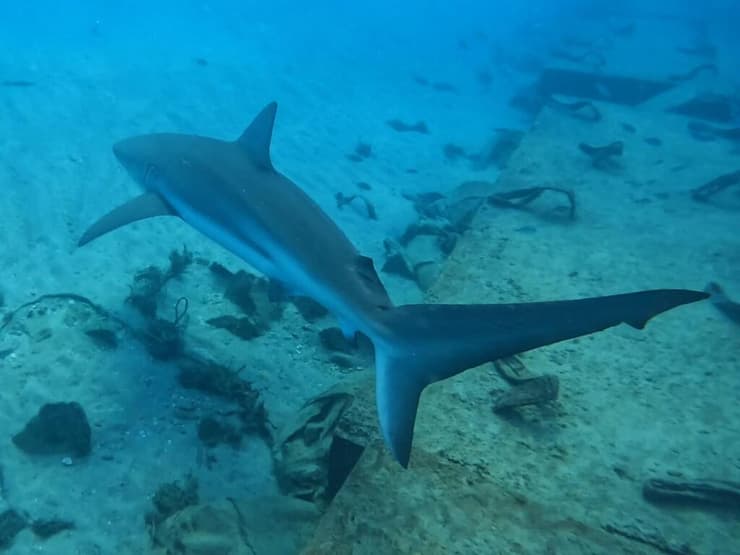 נקבת כריש מול חופי חדרה