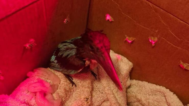 השלדג מכוסה בסולר