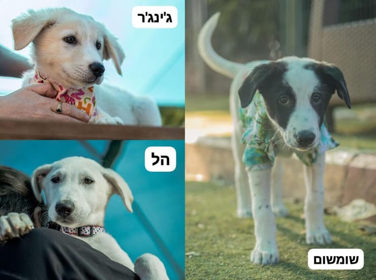 גורי התבלינים