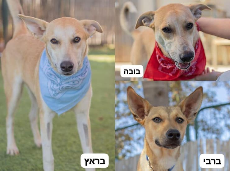 בובות חבר לי