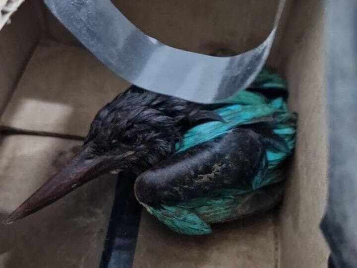 השלדג מתאושש