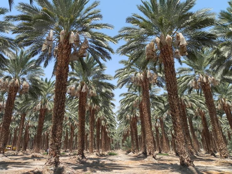 תמרים בקיבוץ קליה (צילום: זיו ריינשטיין) תמרים בקיבוץ קליה