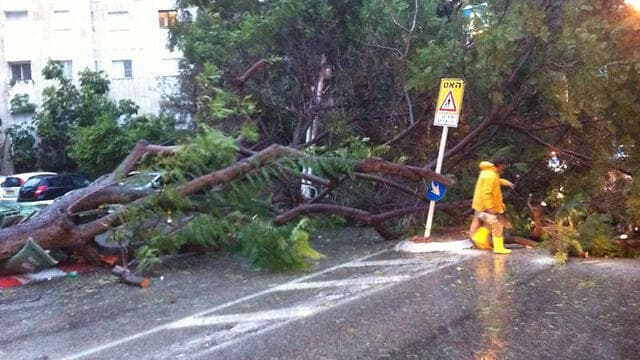 עץ קרס גבעתיים מזג אוויר סופה סערה (צילום: כבאות גבעתיים) עץ קרס גבעתיים מזג אוויר סופה סערה