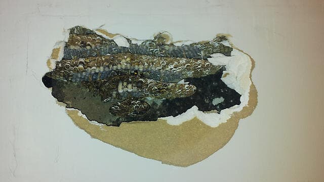 צילום: ברלה שיינר