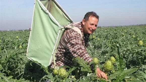 יעקבא קוטף ארטישוק. 400 דונם של גידולים