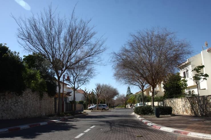 שוהם (צילום: אבי מועלם) שוהם