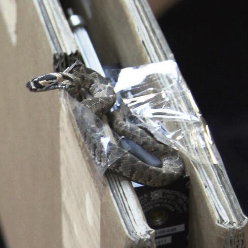 הנחש שהכיש אתמול גבר בגליל