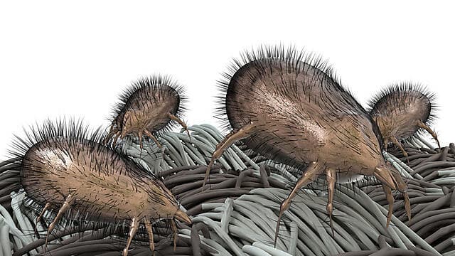 קרדית האבק. הסכנה שנמצאת בבית