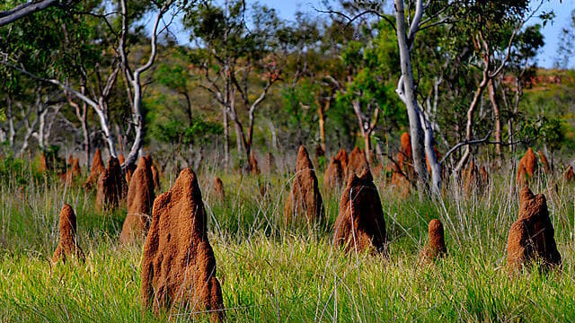 קני טרמיטים. ארכיון