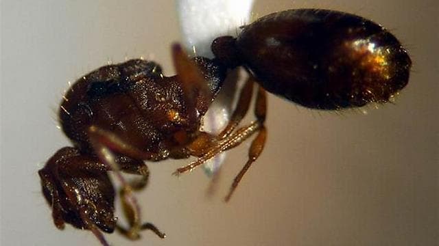 צילום: ליאנה זרבי, האתר של המשרד להגנת הסביבה