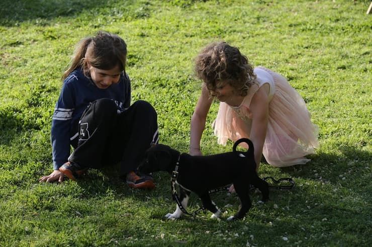 יום אימוץ כלבים (צילום: גיל יוחנן) יום אימוץ כלבים