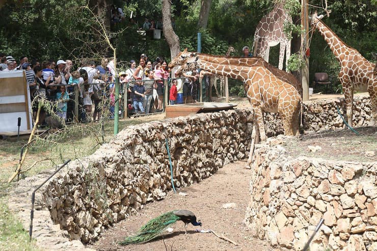 הספארי ברמת גן