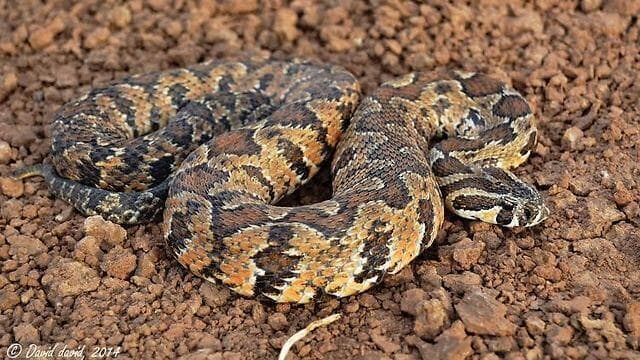 צפע (צילום: באדיבות דוד דוד) צפע