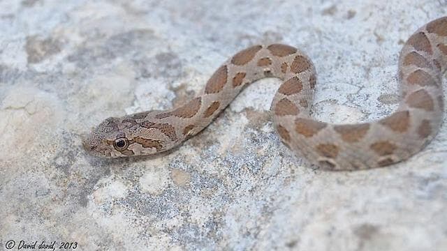 זעמן מטבעות (צילום: באדיבות דוד דוד) זעמן מטבעות