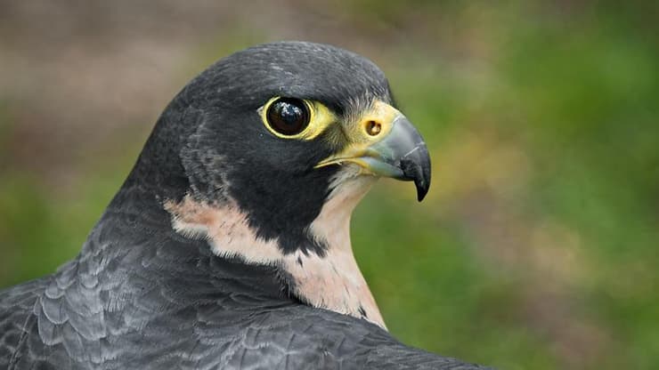 בז נודד (צילום: shutterstock) בז נודד
