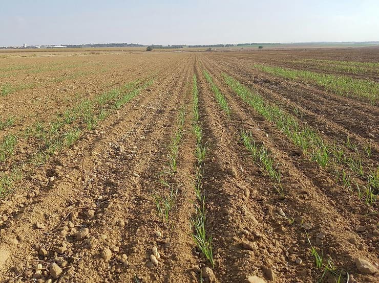 שדה חיטה לפני הגשם. מטרת השמיטה היא לייצר חברה בריאה ומאוזנת