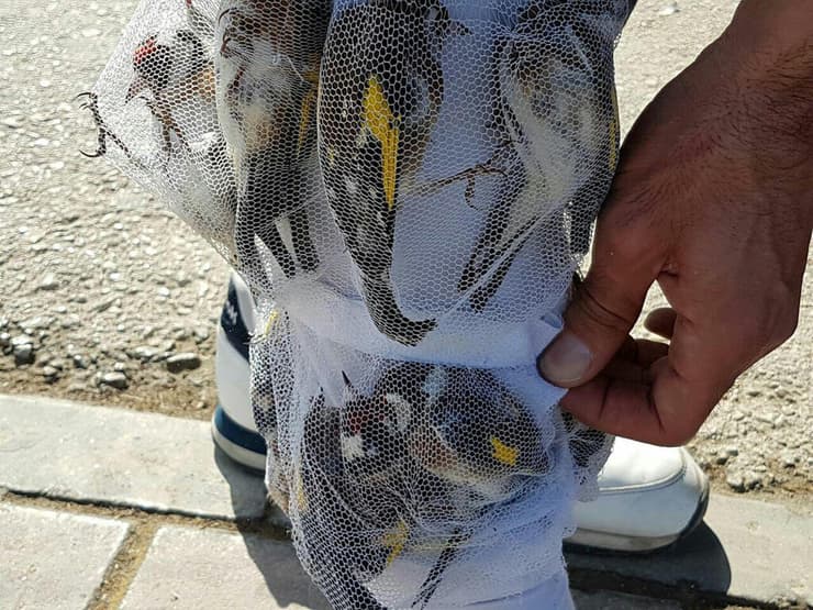 נסיון הברחת ציפורים